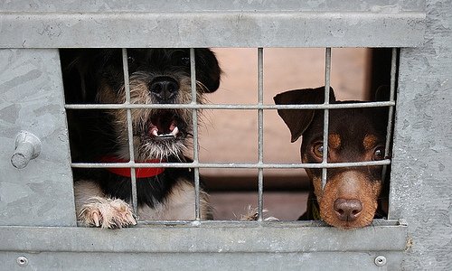 5 Nonprofits Doing Twitter Right - Humane Society 5 Nonprofits Doing Twitter Right - Humane Society