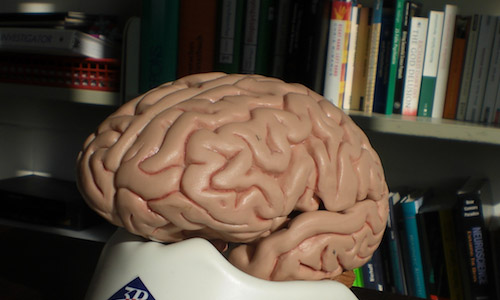 social media brain 500