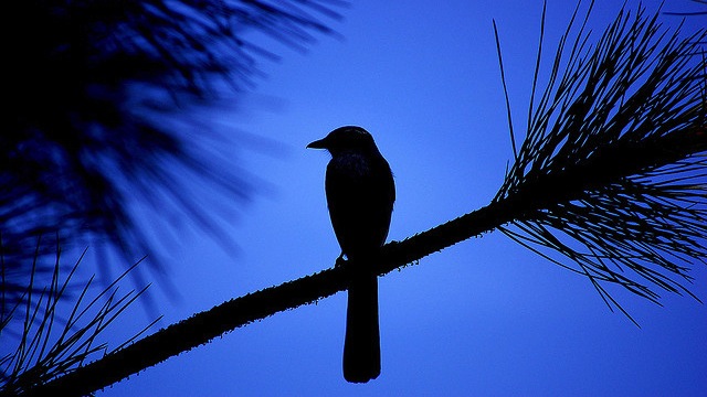 blue bird silhouette